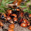 Les insectes utiles au jardin comme les coccinelles, les araignées, les dermaptères....