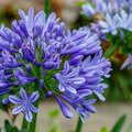 Agapanthus in Kübel oder im Boden