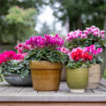 De la couleur sur le balcon et la terrasse