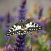 Magnifique spectacle que la naissance d'un machaon