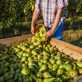 Voici venu le début de la saison des poires