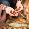 Quelle végétation comestible trouver en septembre et octobre?