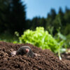 Comment maintenir les intrus à l'écart du potager?