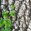 L'hélix Hedera comme plante de couverture du sol ou de haie