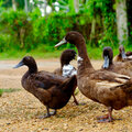 Gare à la grippe aviaire, de retour chez nous!