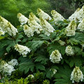 Hydrangea quercifolia - Eichenhortensie