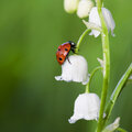 Coup de projecteur sur les coccinelles, adorables et très utiles