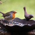 un paradis pour oiseaux