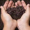 Avant l'hiver, pensez au paillage pour le jardin