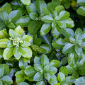 Pachysandra als Bodendecker