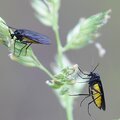 Les collemboles et les sciarides, le défi pour les plantes d'intérieur