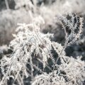 Que faire au jardin en février?