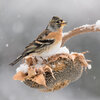 Quels sont ces oiseaux venus du Grand Nord?