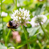 Dénombrer les fleurs sauvages dans le gazon