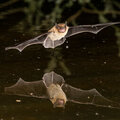 Aider les chauves-souris...c'est vous aider aussi!