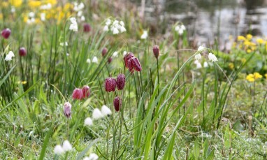 Fritillaria geschikt voor de wadi