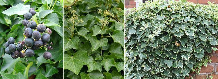 eliminer le lierre ou hedera d'un mur