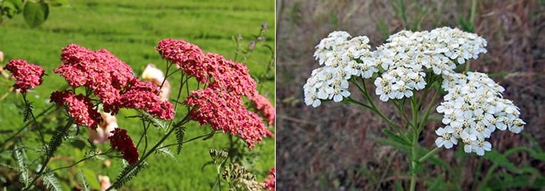 L'Achillea