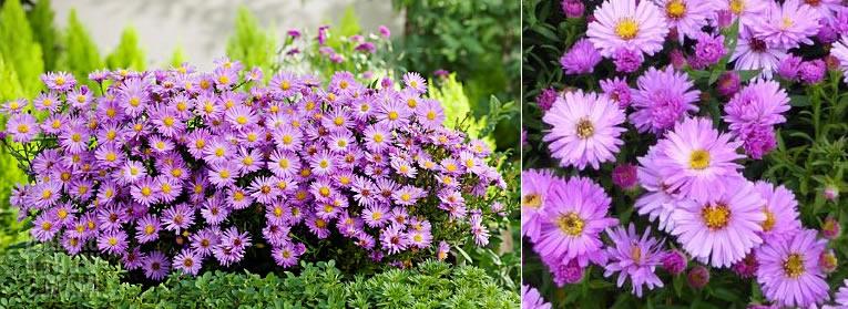 Aster dumosus ‘Herbstgruss von Bresserhof’