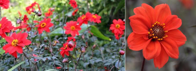  Dahlia ‘Bishop of Llandaff’