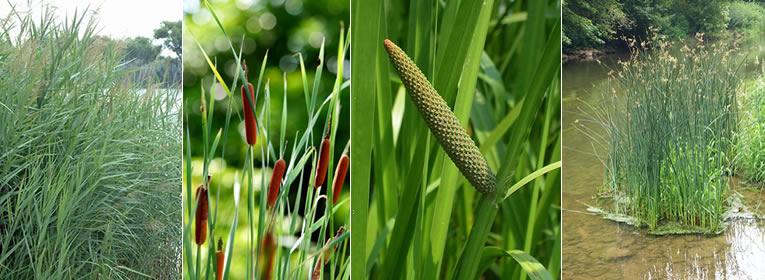 types de plantes pour le filtre à hélophytes