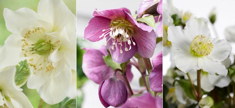 Helleborus niger - Kerstroos = Beauty in de border