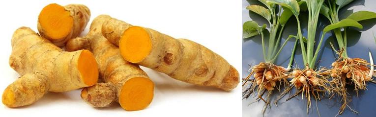 Racines de curcuma