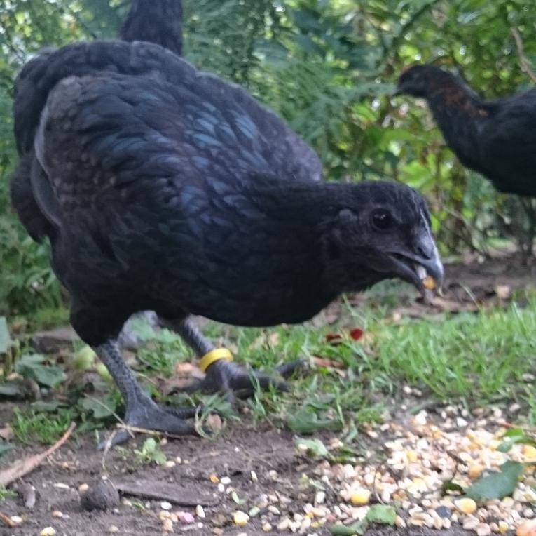 brugse vechter kweken erfgoed