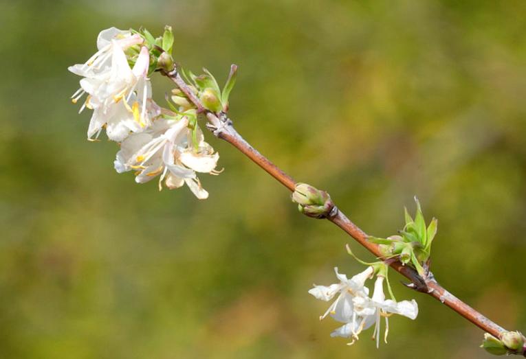 lonicera fragrantissima