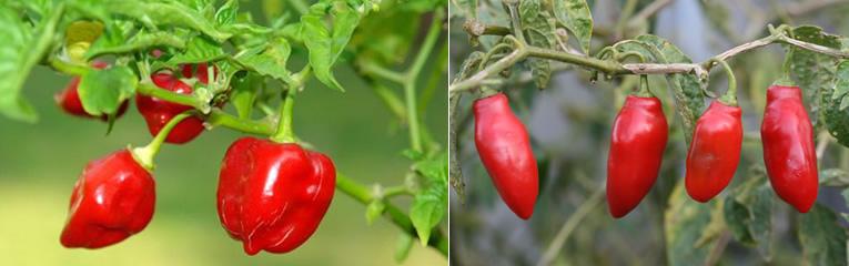 Peper soorten Capsicum pubescens & Capsicum chinese