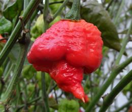 Trinidad 7 Pod (Capsicum chinense)