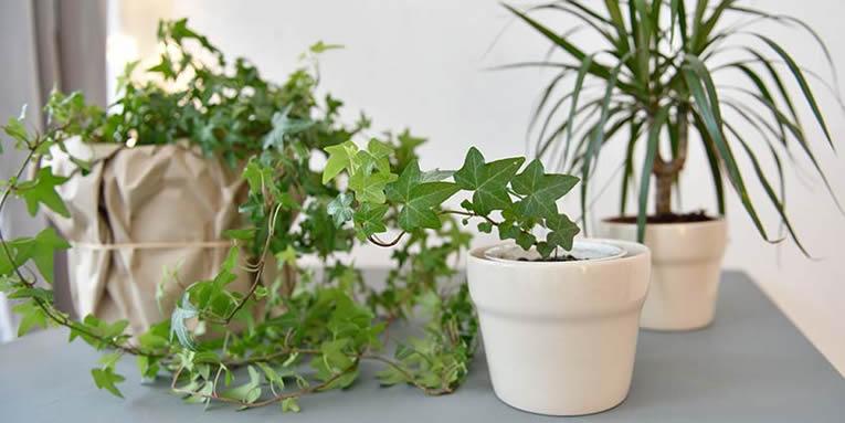 klimplanten in de woonkamer, soorten klimplanten, verzorging van klimmende planten, kamerplanten klimmers