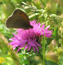 Centaurea nigra