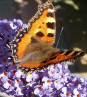 Buddleja davidii