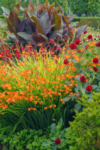 Einfassung mit Stauden in Kombination mit Crocosmia und Dahlia.