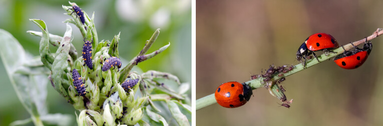 Natuurlijke bestrijding bladluizen met larven van lieveheersbeestjes