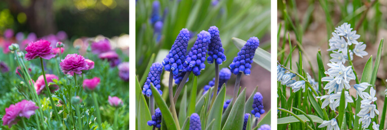 Ranunculus - Muscari - Puschkinia