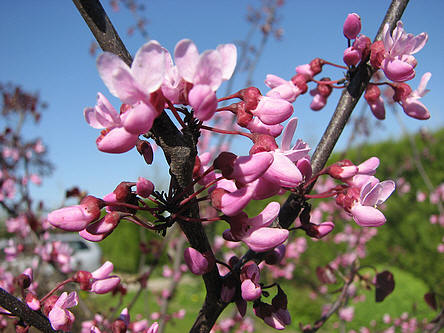 lente bloeiende bomen met bloemen op nog naakte takken