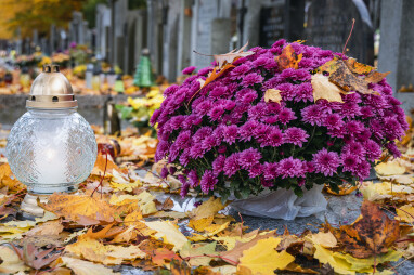 Chrysant als populaire kerkhofplant