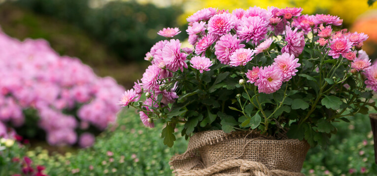 Chrysanten zijn ook mooi in de tuin