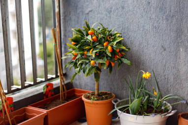 citrusvruchten op het balkon