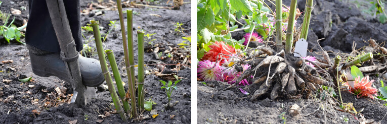 Dahlia's zijn niet winterhard