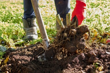 Dahliaknollen uit de grond halen