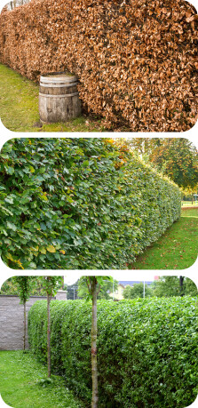 Van boven naar onder: Fagus sylvatica - Carpinus betulus - Ligustrum ovalifolium