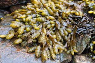 blaasjeswier oogsten in de winter fucus vesiculosus