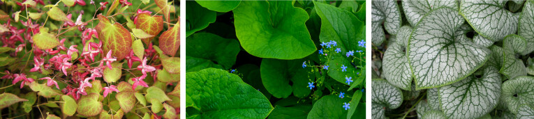 Epimedium - Brunnera - Brunnera 'Jack Frost'