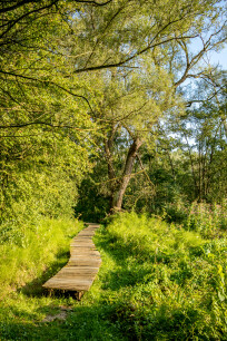 chemin d'allée à travers la verdure urbaine