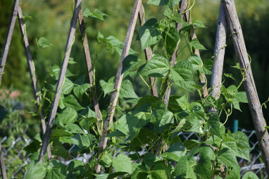 Stokbonen moestuin