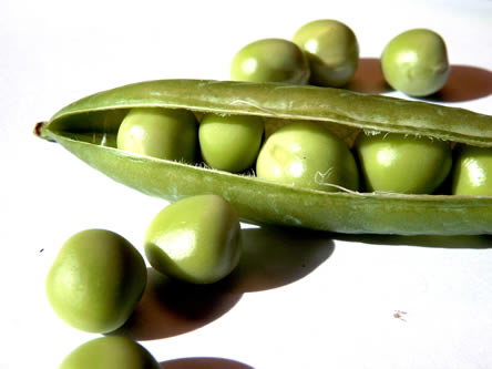 Groenten zaaien in eigen moestuin 