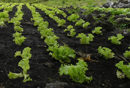 calendrier de semis pour le jardin potager